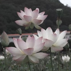 ⋆.ೃ࿔*:꣑ৎ･