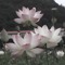 ⋆.ೃ࿔*:꣑ৎ･