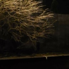 powerlines