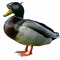 DuckTime
