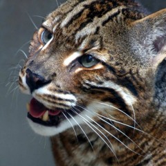 ASIANGOLDENCAT