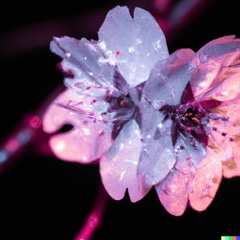 hanami.exe