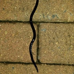 Black Worm