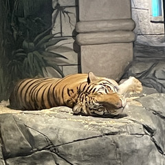 Tiger bitches