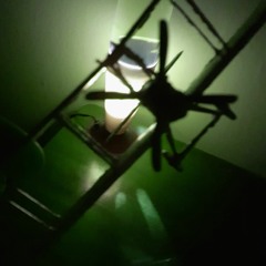 Craig The Aviator