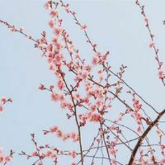 Chiman Kai