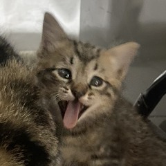 kyat