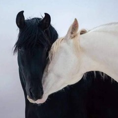 بـسـمـلـة 🍩💕.