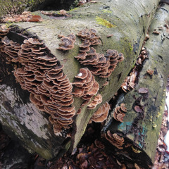 ..“leBetonage“..