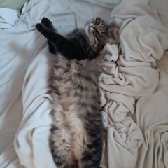 шок кокойта