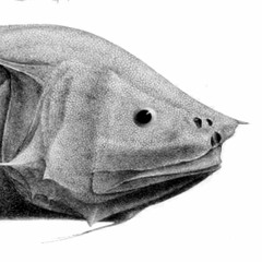 Boney-Eared Assfish