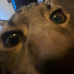 HerbyPorkChop