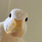 みやまくわがた