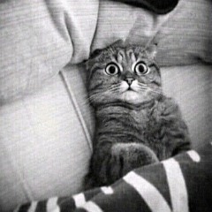 ckibidi kiten uwu :3