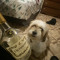 DREY