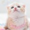 shimo cat 🐈🐈🐈