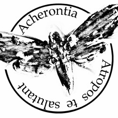Acherontia Atropos