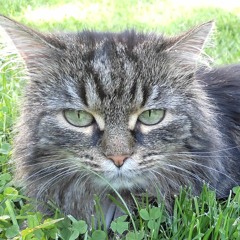 tobi