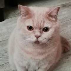 Юрий Шайтор