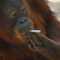 chimpsye