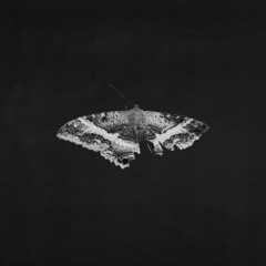 Echo