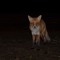 fox hunt