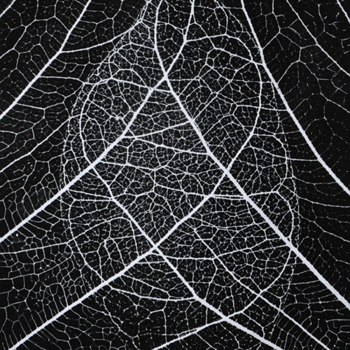 Cycais (as Hex) - August 2003