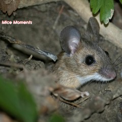 Mice Moments