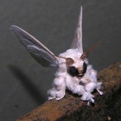 diär
