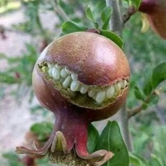 Nice Teeth, No Braces