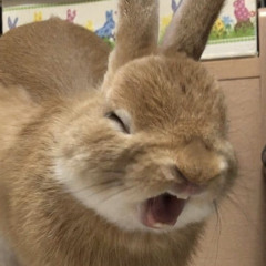 Cinnamon