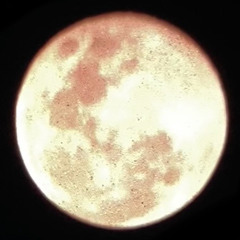 mèo