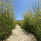 the way that leads to life