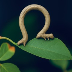Apple Looper