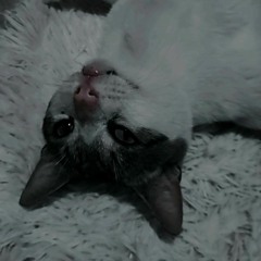 NotZxiiro