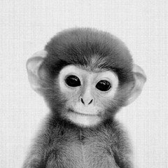 KlongKling & Die albernen Äffchen