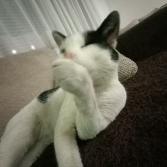 Kitty Cat