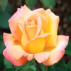 wa (Floricultor)