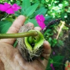 Da Sementeira A Terra