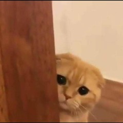 Ⲟⲩⲥⲁⲙⲁ Ϩⲉϣⲙⲁⲧ 🧡