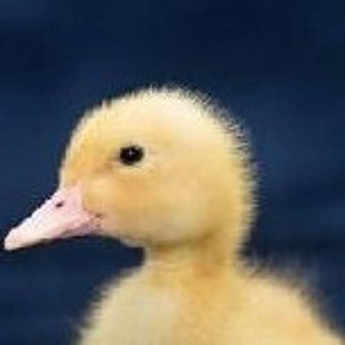 Featured image of post Foto Do Pato Maloqueiro