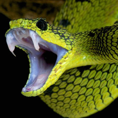 slimeaudio