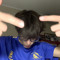 dtvoritbred