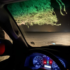 سبيعّي‏؟.𓅓