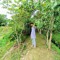 AlimulSC