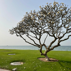 bahaa nasr