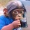 Blaze monkey