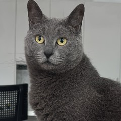 Louie