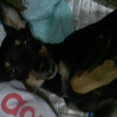 Lucas
