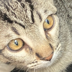 nadia